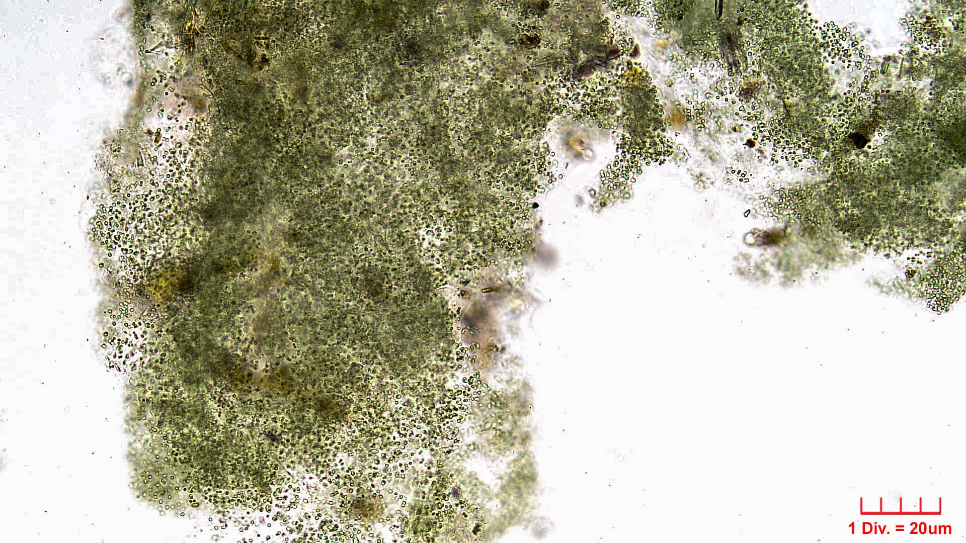././Cyanobacteria/Chroococcales/Aphanothecaceae/Aphanothece/saxicola/aphanothece-saxicola-8.jpg