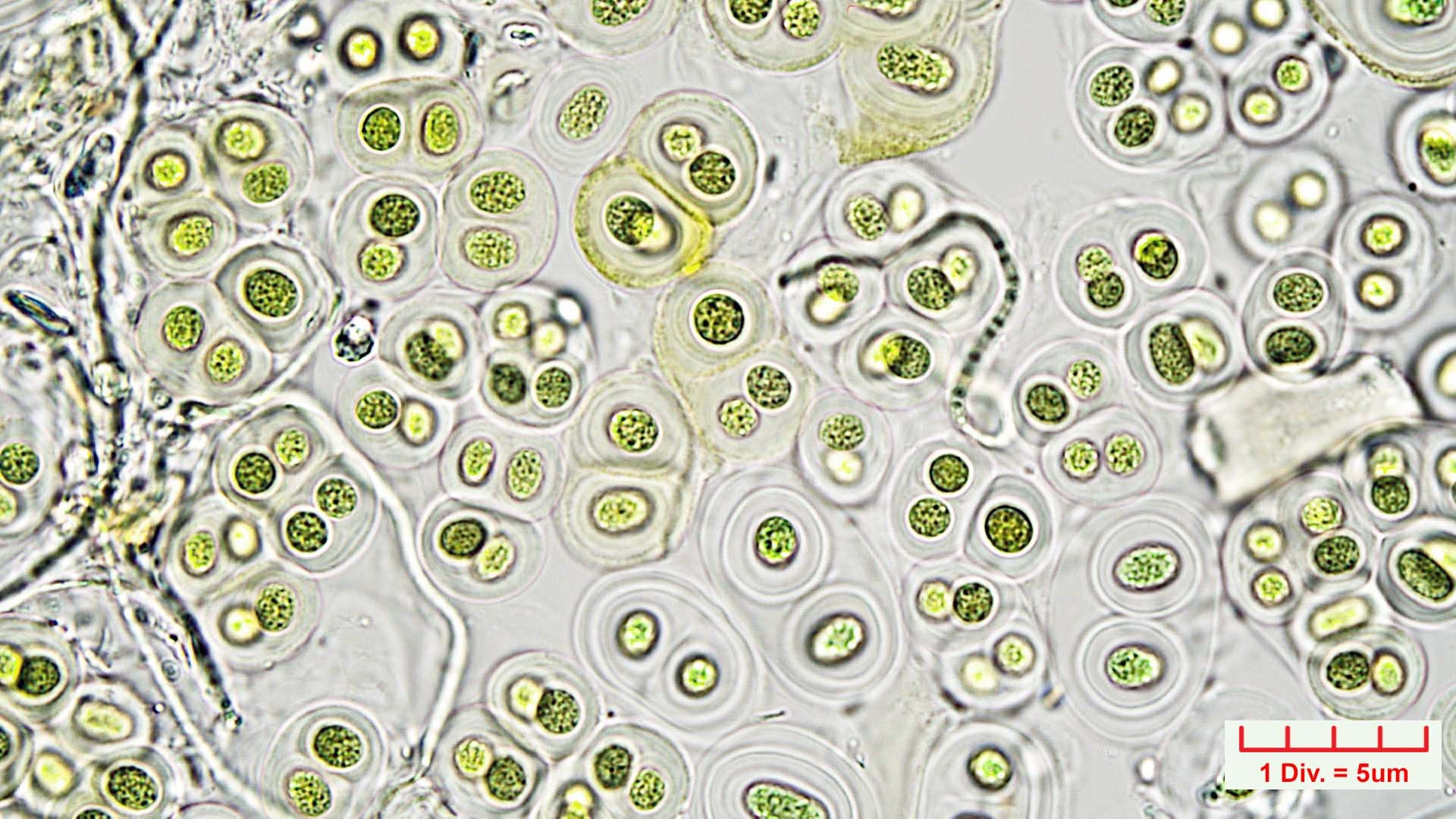 ././Cyanobacteria/Chroococcales/Aphanothecaceae/Gloeothece/rupestris/gloeothece-rupestris-15.jpg