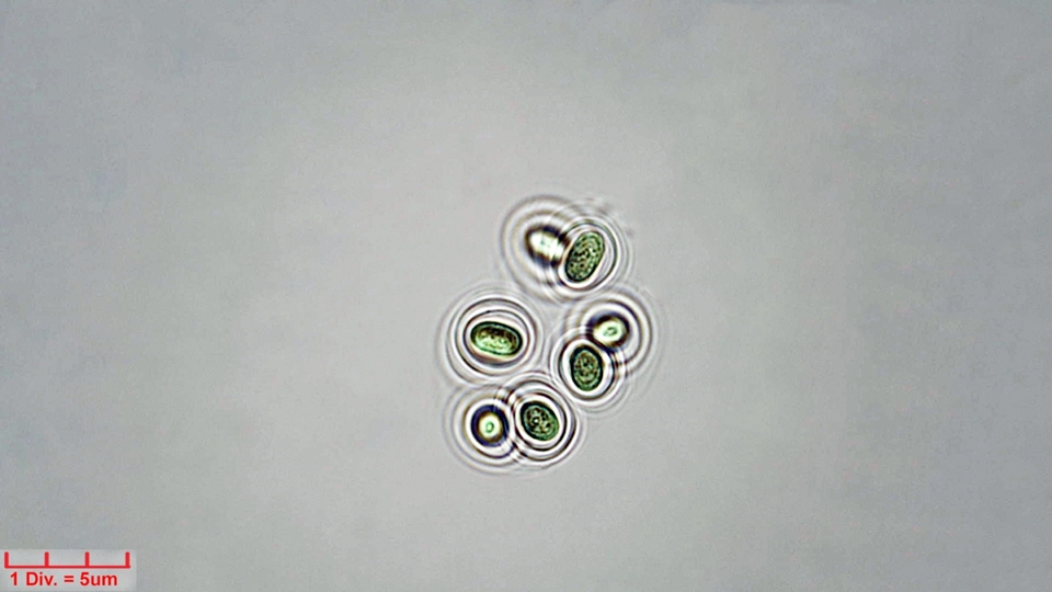 ././Cyanobacteria/Chroococcales/Aphanothecaceae/Gloeothece/rupestris/gloeothece-rupestris-17d.jpg