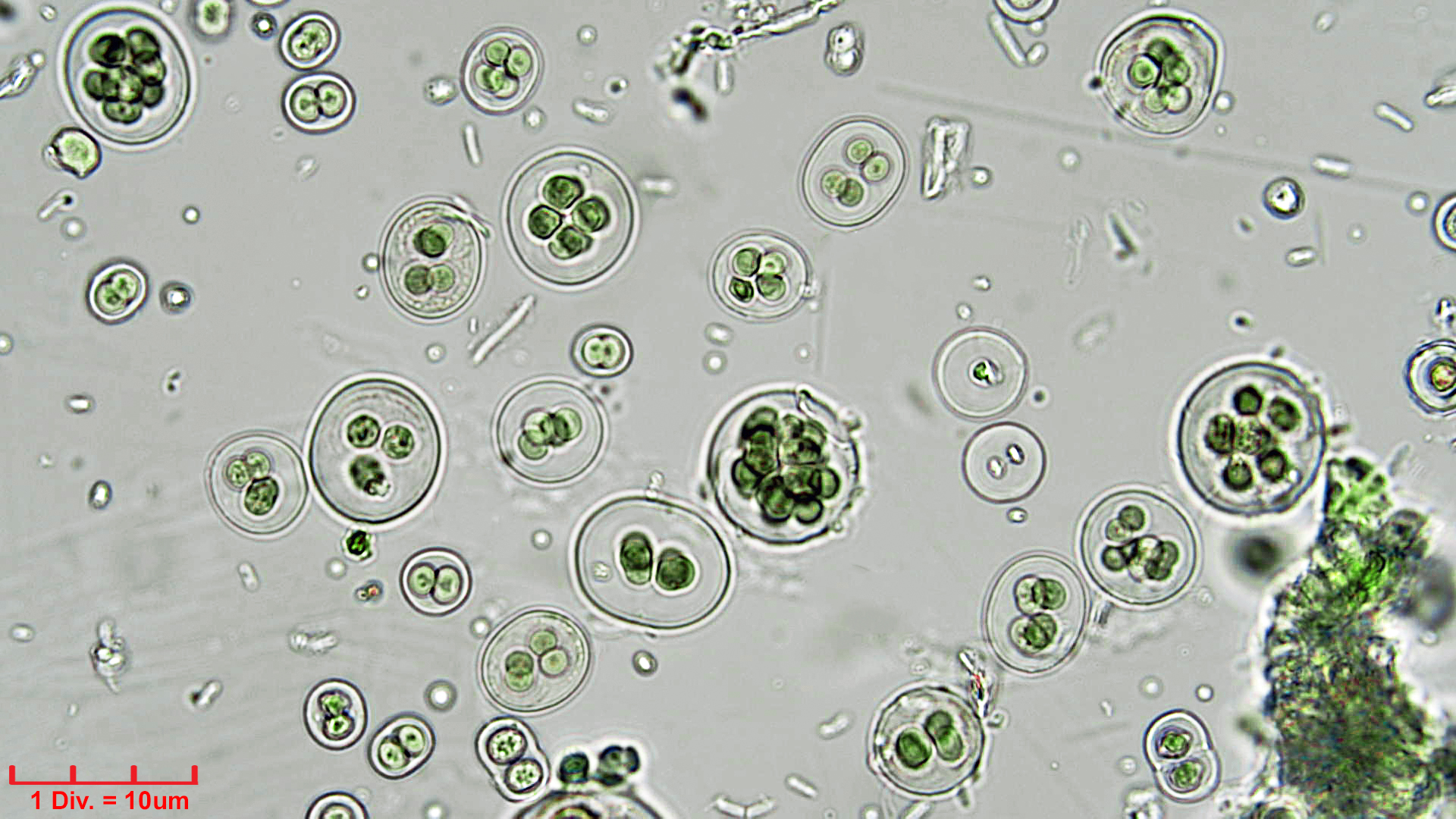 ././Cyanobacteria/Chroococcales/Chroococcaceae/Gloeocapsa/atrata/gloeocapsa-atrata-32.jpg