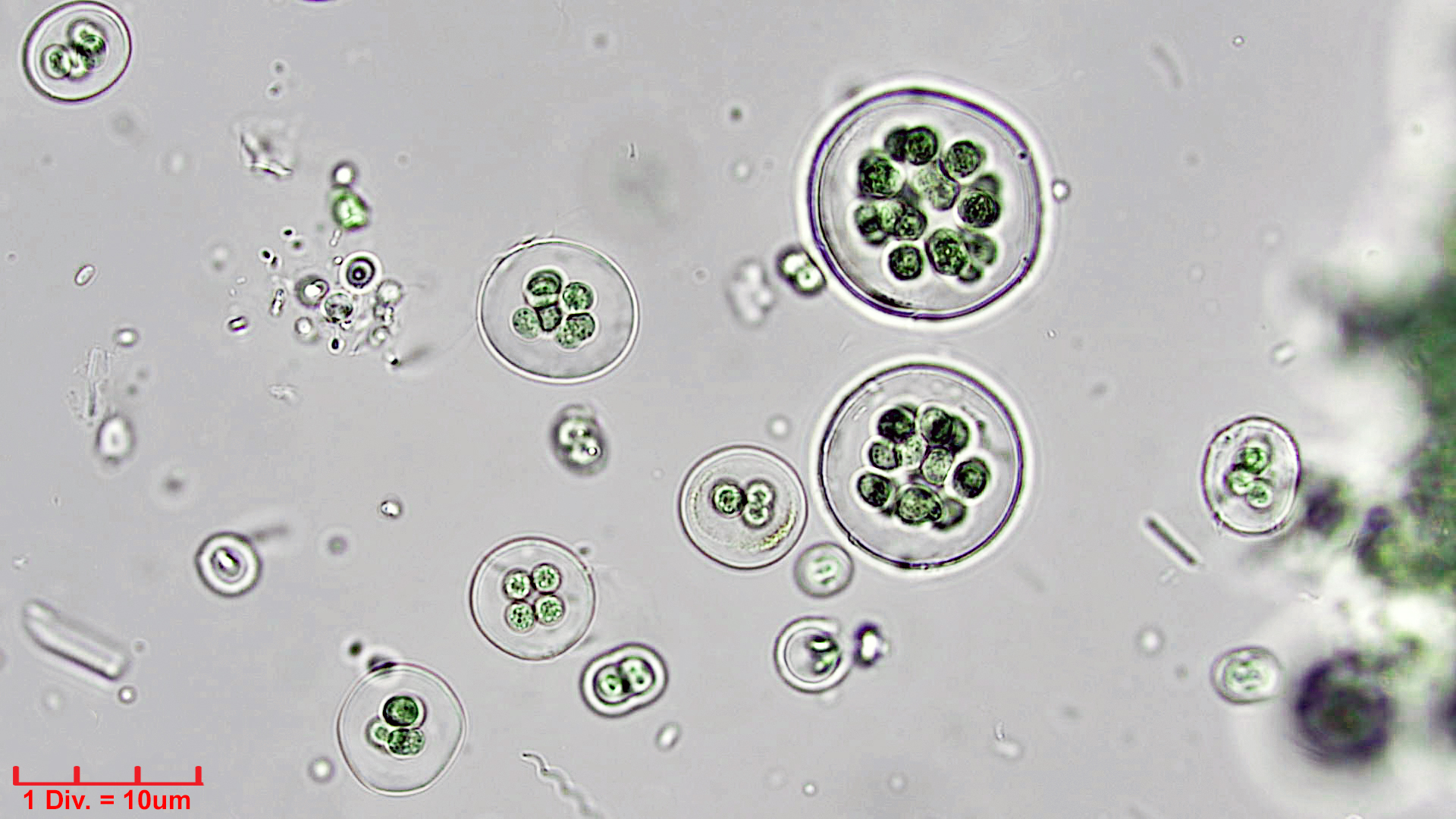 Cyanobacteria/Chroococcales/Chroococcaceae/Gloeocapsa/atrata/gloeocapsa-atrata-34.jpg