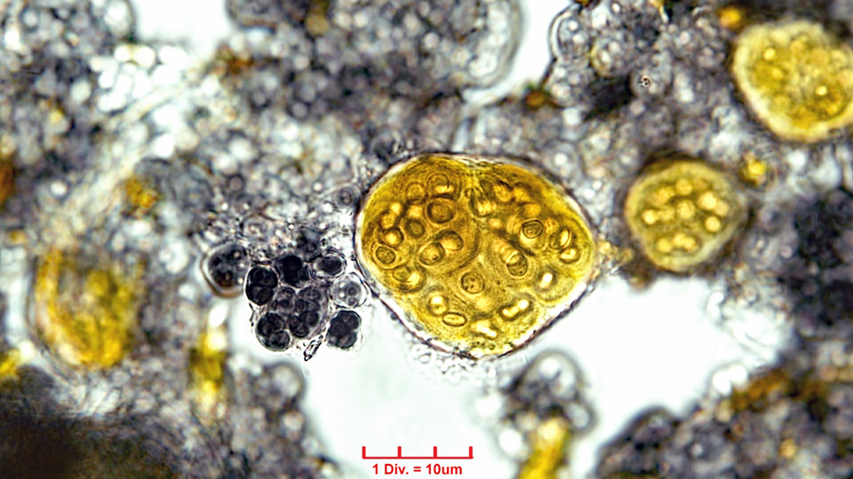 ././Cyanobacteria/Chroococcales/Chroococcaceae/Gloeocapsopsis/pleurocapsoides/gloeocapsopsis-pleurocapsoides-48.png