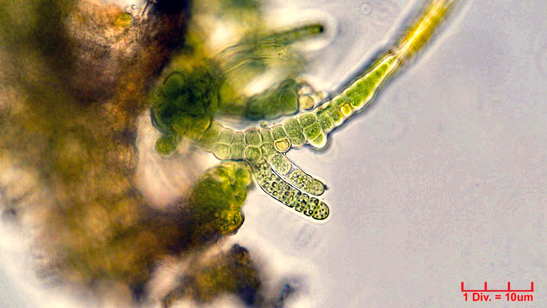 ././Cyanobacteria/Nostocales/Hapalosiphonaceae/Fischerella/muscicola/fischerella-muscicola-512.jpg