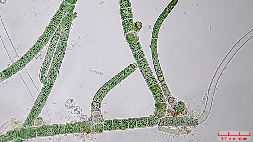 ././Cyanobacteria/Nostocales/Hapalosiphonaceae/Hapalosiphon/hibernicus/hapalosiphon-hibernicus-509.png