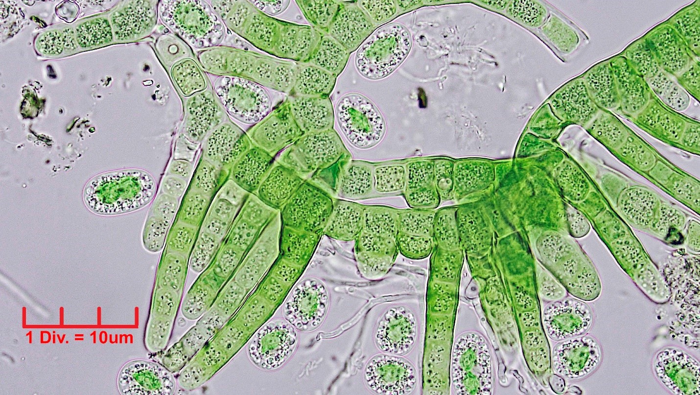 ././Cyanobacteria/Nostocales/Hapalosiphonaceae/Hapalosiphon/pumilus/hapalosiphon-pumilus-501.jpg