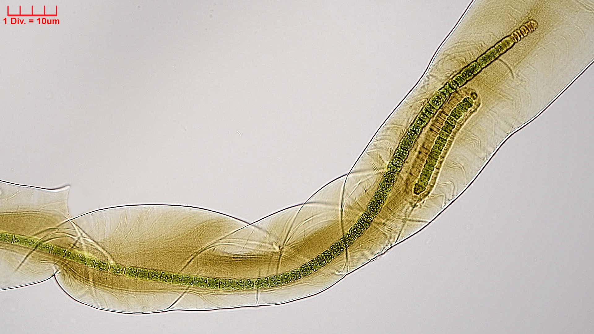 ./Cyanobacteria/Nostocales/Scytonemataceae/Petalonema/alatum/petalonema-alatum-410.jpg