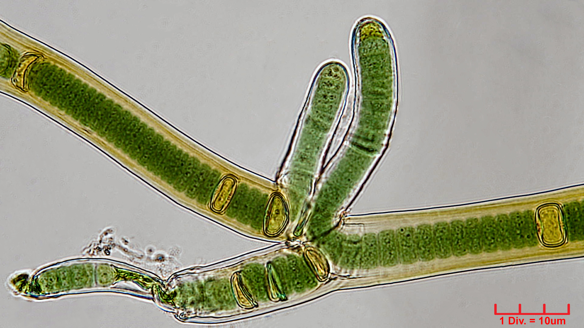 ././Cyanobacteria/Nostocales/Scytonemataceae/Scytonema/crispum/scytonema-crispum-350.jpg