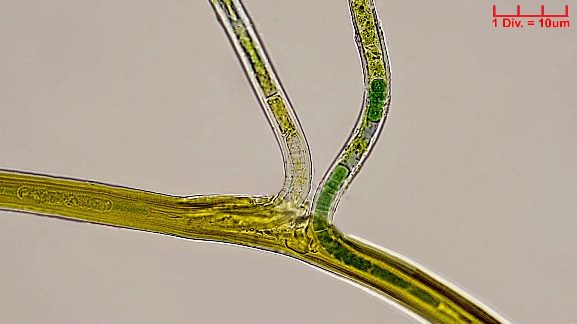 ././Cyanobacteria/Nostocales/Scytonemataceae/Scytonema/mirabile/scytonema-mirabile-359.jpg