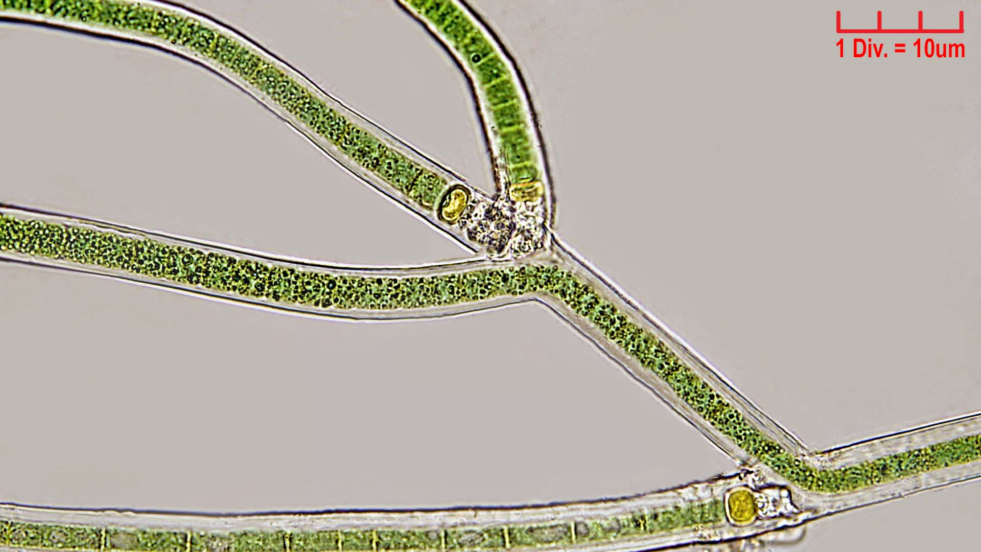 ./Cyanobacteria/Nostocales/Scytonemataceae/Scytonema/mirabile/scytonema-mirabile-362.png