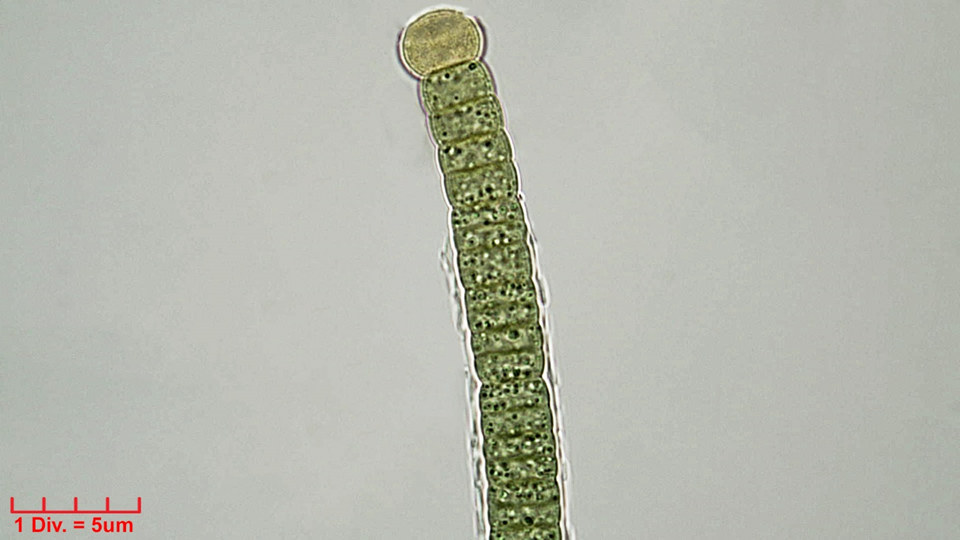 ././Cyanobacteria/Nostocales/Tolypothrichaceae/Tolypothrix/distorta/tolypothrix-distorta-311.png