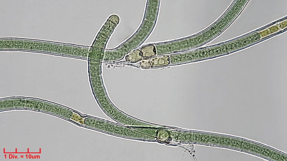./Cyanobacteria/Nostocales/Tolypothrichaceae/Tolypothrix/lanata/tolypothrix-lanata-313.png
