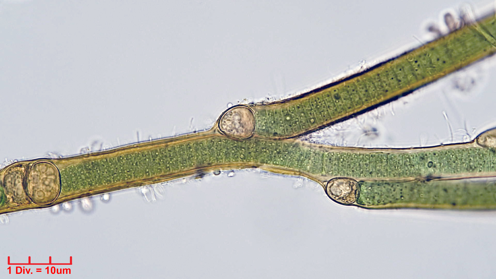 ./Cyanobacteria/Nostocales/Tolypothrichaceae/Tolypothrix/pencillata/tolypothrix-pencillata-3.jpg