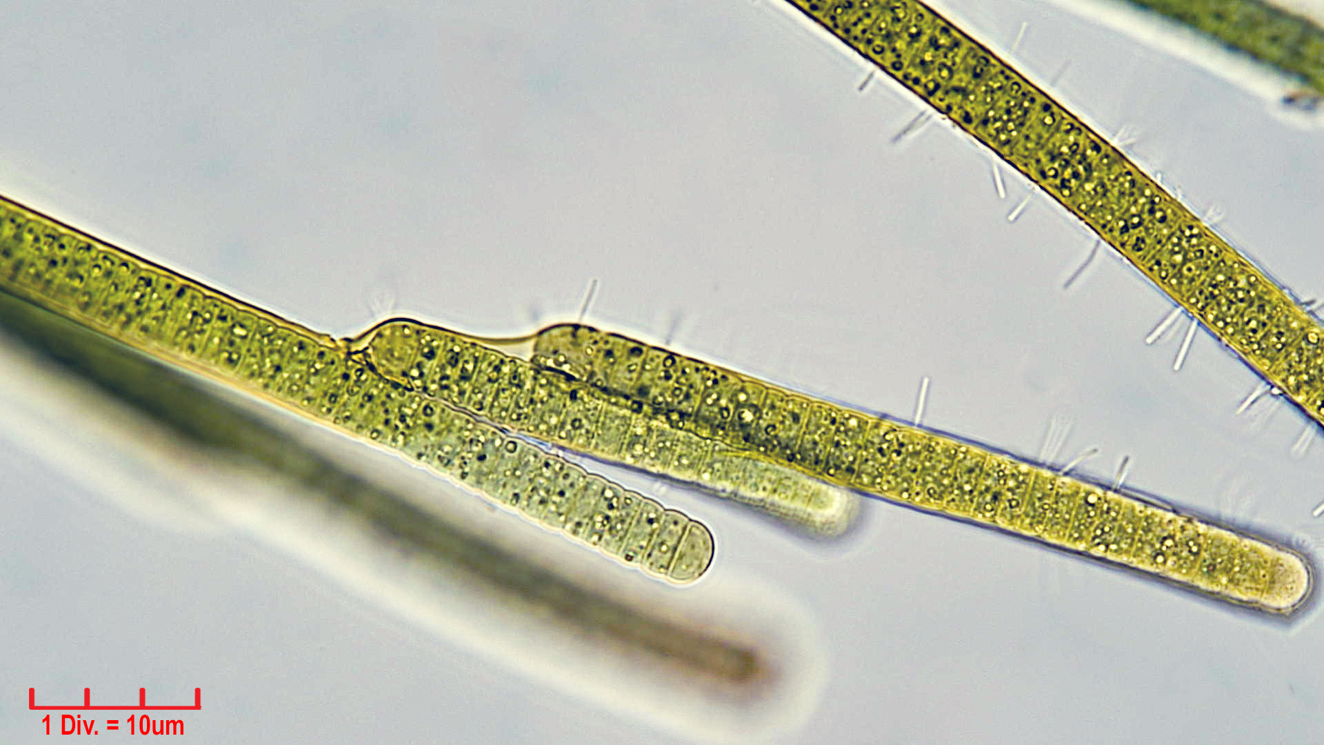 ././Cyanobacteria/Nostocales/Tolypothrichaceae/Tolypothrix/pencillata/tolypothrix-pencillata-5.jpg