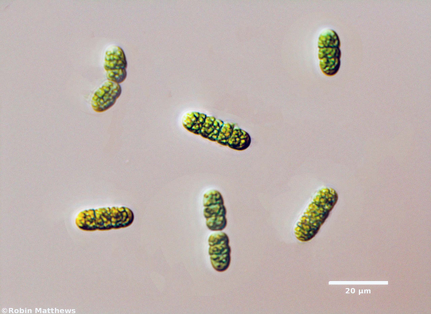 ./Cyanobacteria/Oscillatoriales/Borziaceae/Borzia/triocularis/borzia-triocularis-238.png