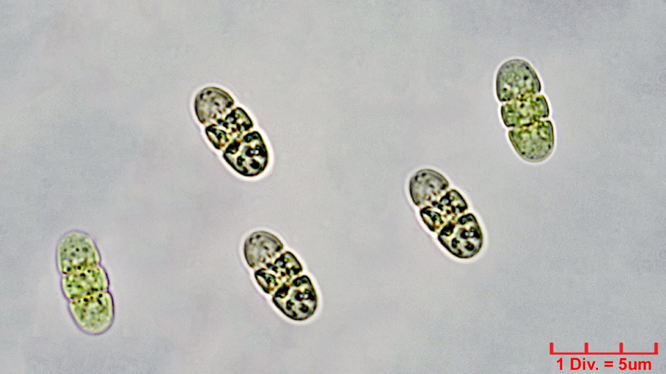 ./Cyanobacteria/Oscillatoriales/Borziaceae/Borzia/triocularis/borzia-triocularis-240.png