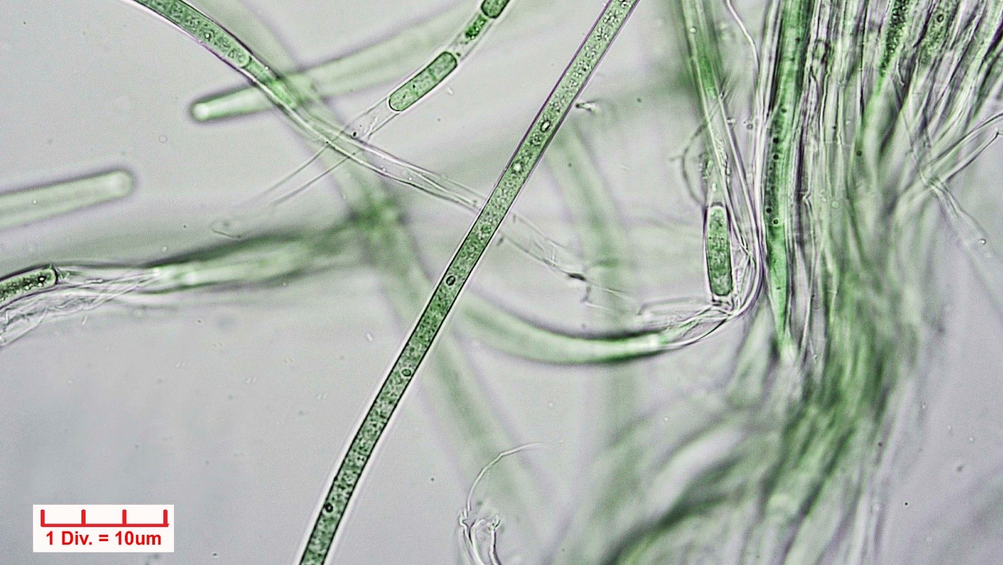 ././Cyanobacteria/Oscillatoriales/Microcoleaceae/Symploca/muscorum/symploca-muscorum-282.jpg