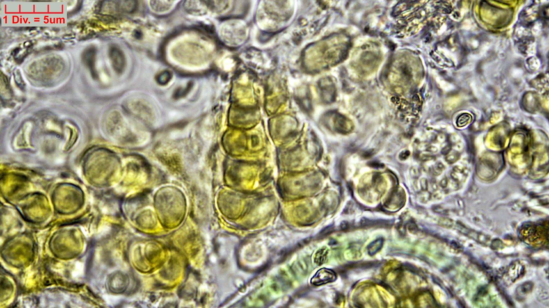 ././Cyanobacteria/Pleurocapsales/Hyellaceae/Pleurocapsa/fuliginosa/pleurocapsa-fuliginosa-164.jpg