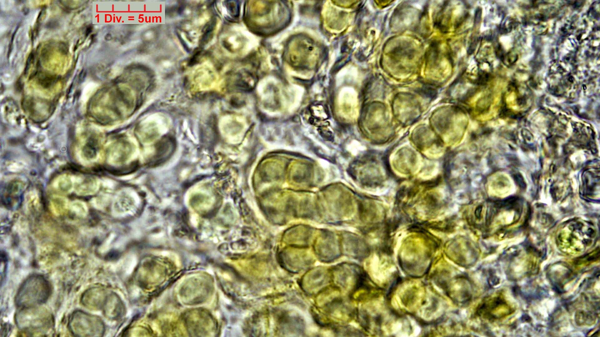 ././Cyanobacteria/Pleurocapsales/Hyellaceae/Pleurocapsa/fuliginosa/pleurocapsa-fuliginosa-165.jpg