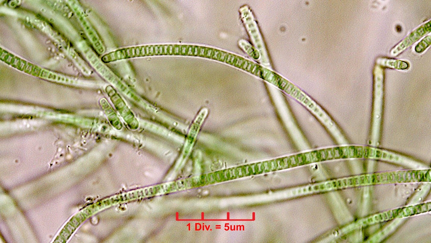 ././Cyanobacteria/Synechococcales/Leptolyngbyaceae/Leptolyngbya/foveolarum_cf/leptolyngbya-foveolarum-120.jpg