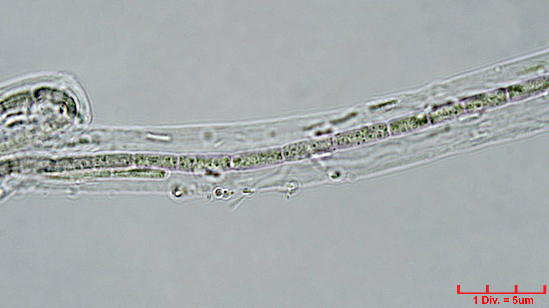 ./Cyanobacteria/Synechococcales/Leptolyngbyaceae/Trichocoleus/acutissimus/trichocoleus-acutissimus-125.jpg