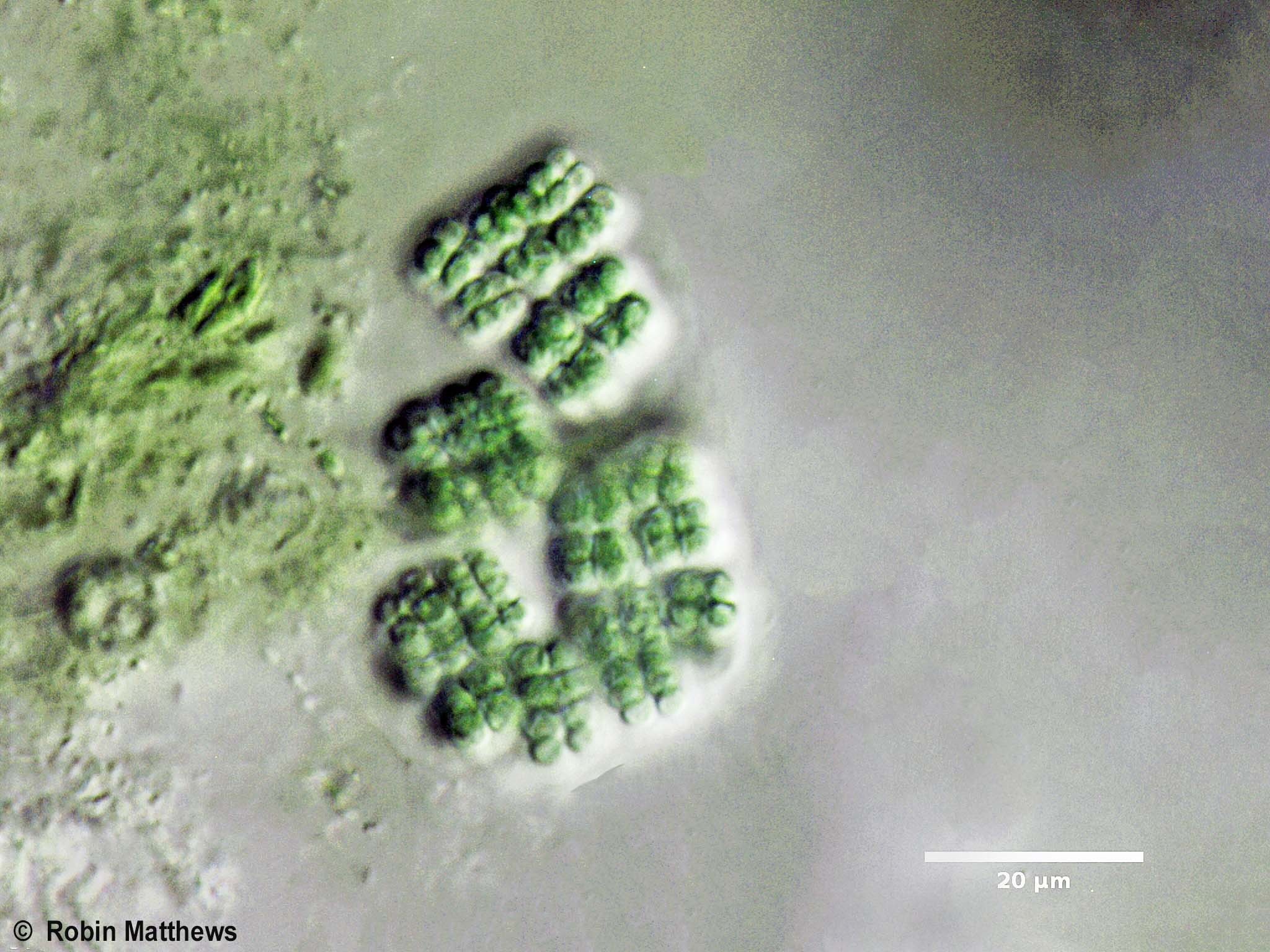 ././Cyanobacteria/Synechococcales/Merismopediaceae/Eucapsis/minor/eucapsis-minor-114.jpg