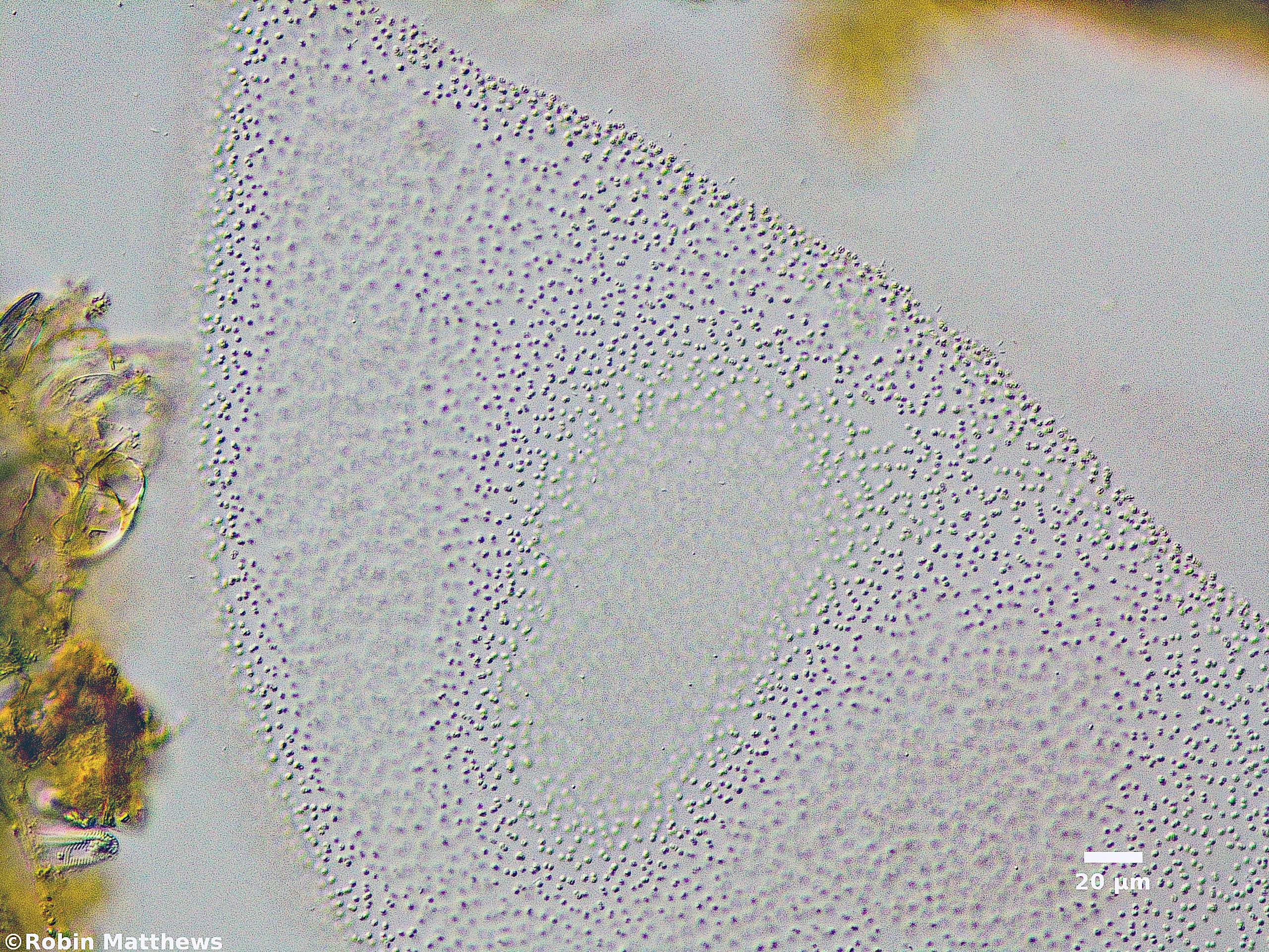 ././Cyanobacteria/Synechococcales/Merismopediaceae/Panus/planus/panus-planus-118.jpg
