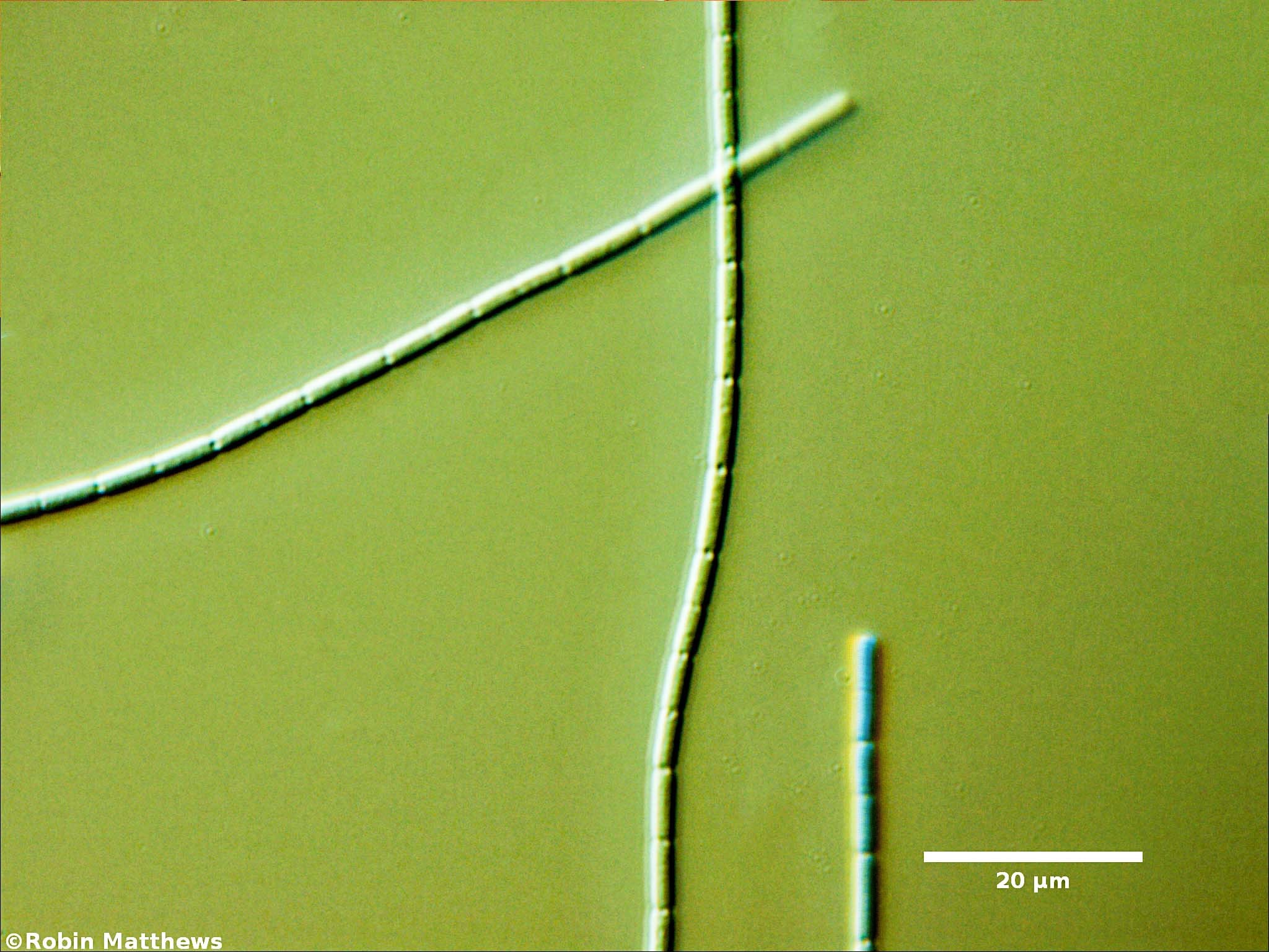 ././Cyanobacteria/Synechococcales/Pseudanabaenaceae/Pseudanabaena/catenata/pseudanabaena-catenata-134.jpg