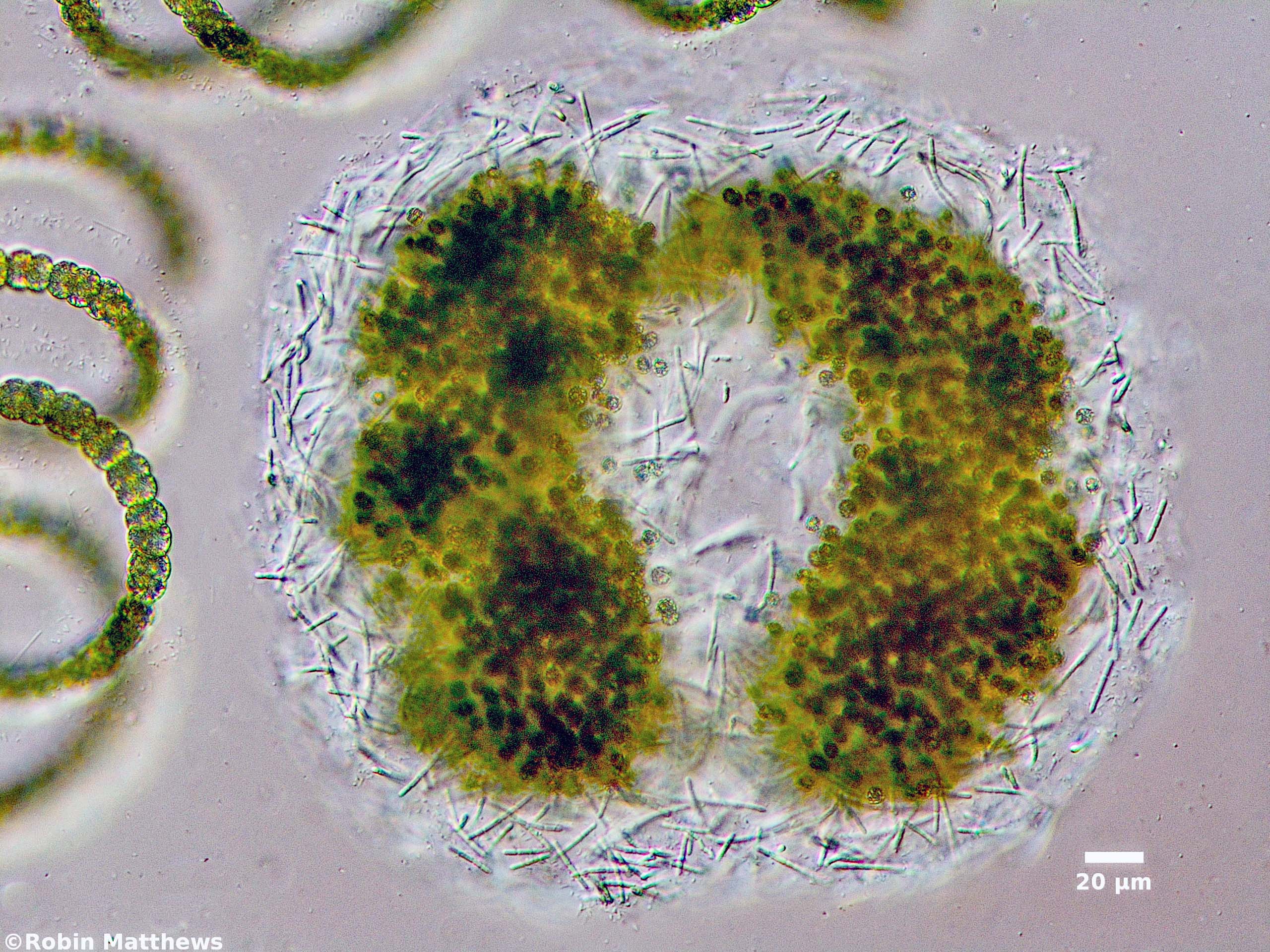 ././Cyanobacteria/Synechococcales/Pseudanabaenaceae/Pseudanabaena/mucicola/pseudanabaena-mucicola-136.jpg