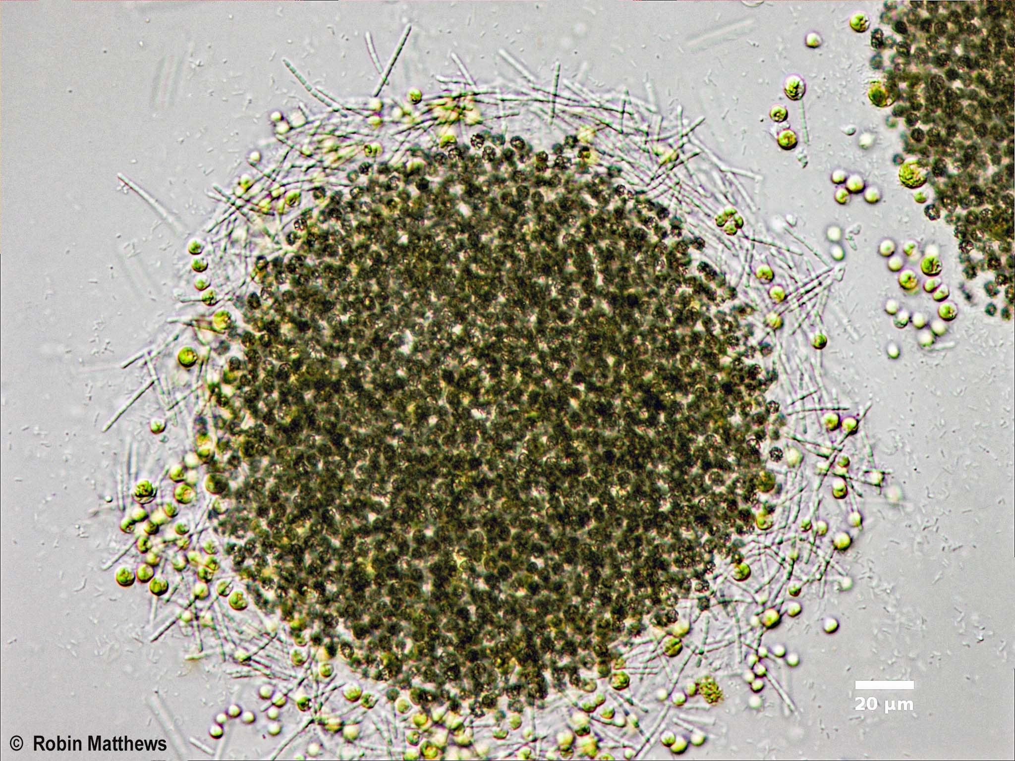 ././Cyanobacteria/Synechococcales/Pseudanabaenaceae/Pseudanabaena/mucicola/pseudanabaena-mucicola-137.jpg