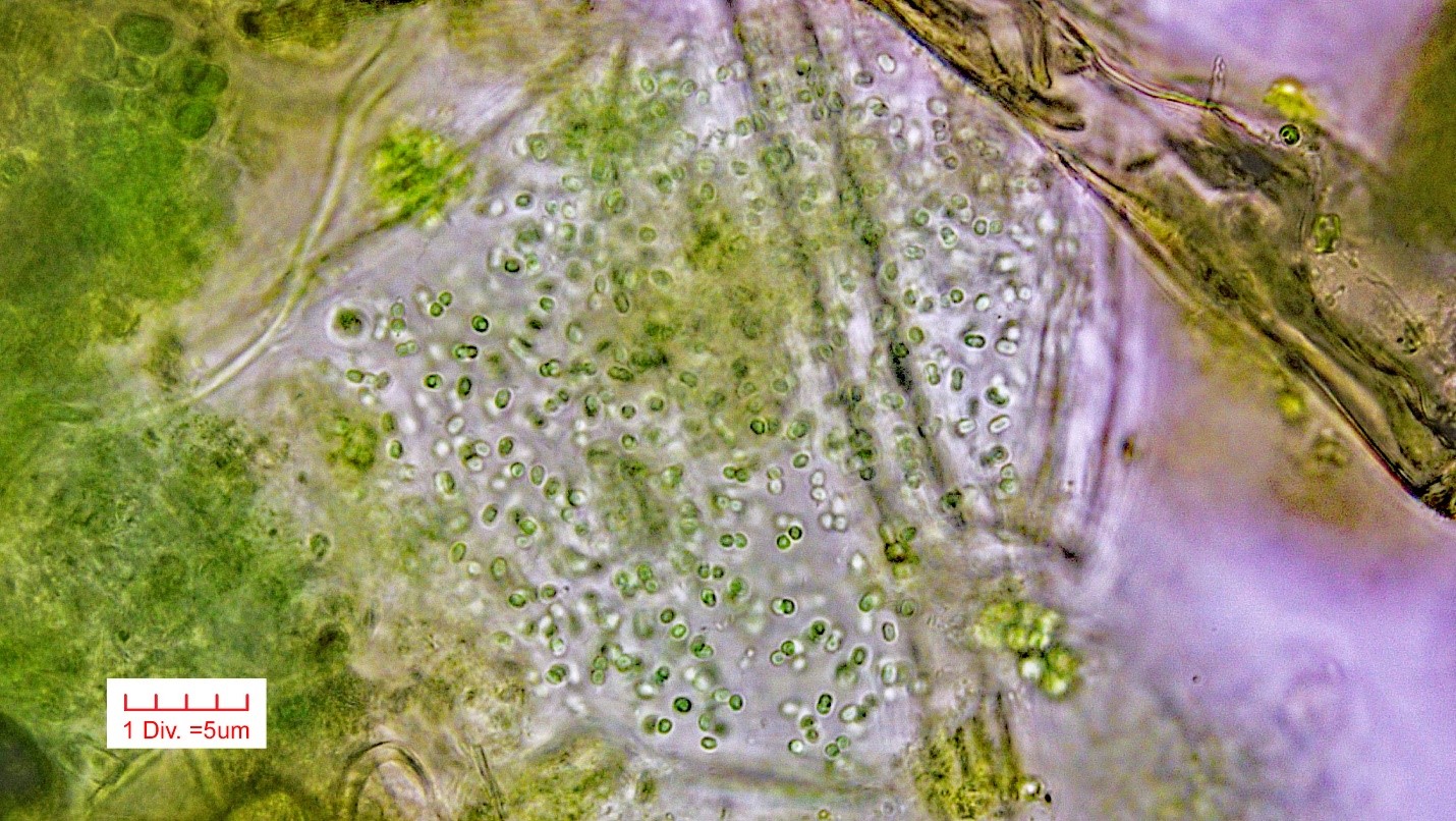 Cyanobacteria/Chroococcales/Aphanothecaceae/Aphanothece/nidulans/aphanothece-nidulans-5.jpg