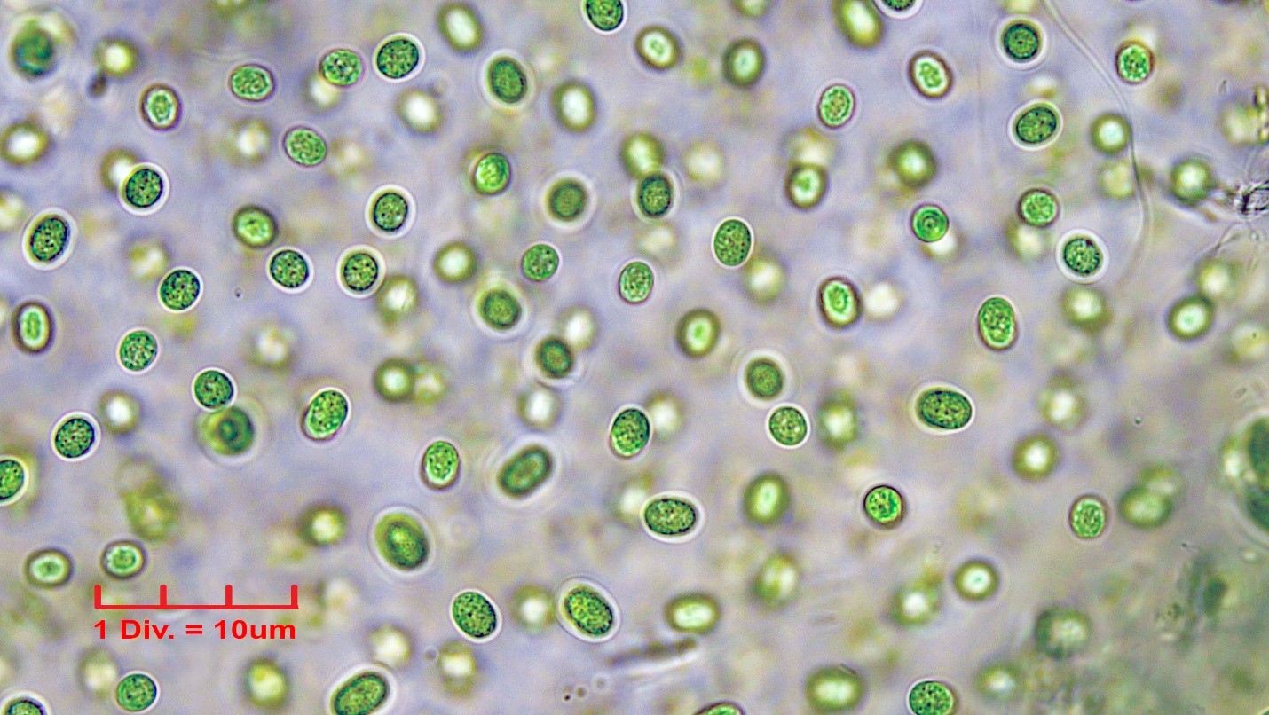 Cyanobacteria/Chroococcales/Aphanothecaceae/Aphanothece/stagnina/aphanothece-stagnina-2.jpg