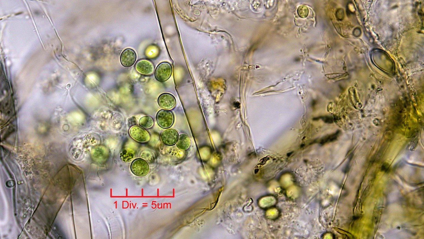 Cyanobacteria/Chroococcales/Aphanothecaceae/Aphanothece/stagnina/aphanothece-stagnina-3.jpg