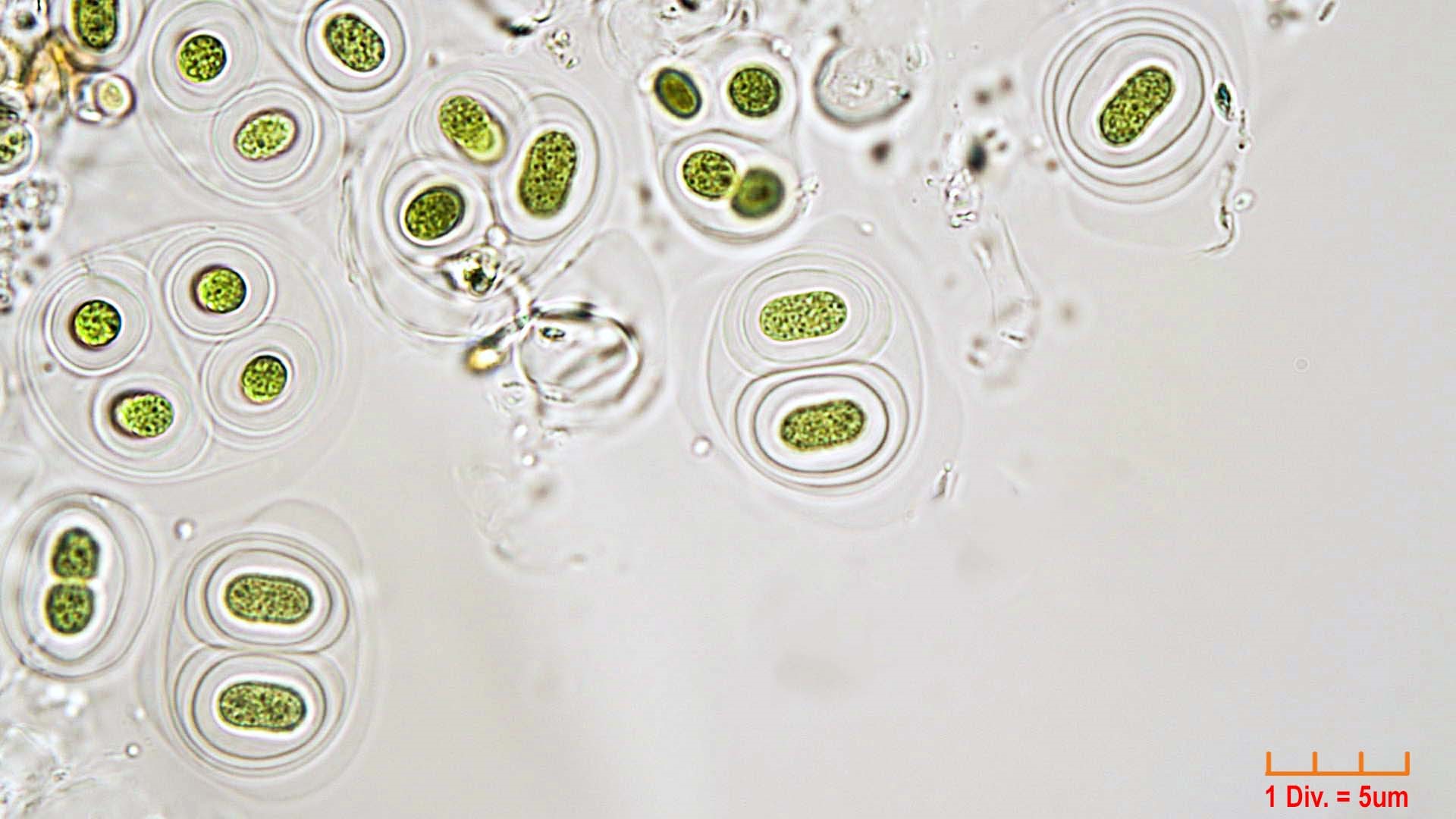 ././Cyanobacteria/Chroococcales/Aphanothecaceae/Gloeothece/rupestris/gloeothece-rupestris-16.jpg