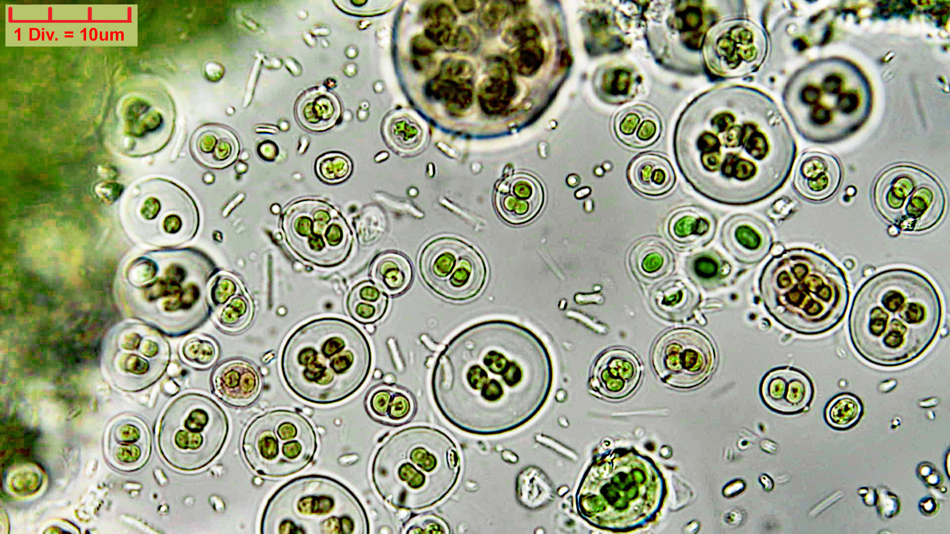 ./Cyanobacteria/Chroococcales/Chroococcaceae/Gloeocapsa/atrata/gloeocapsa-atrata-31.jpg