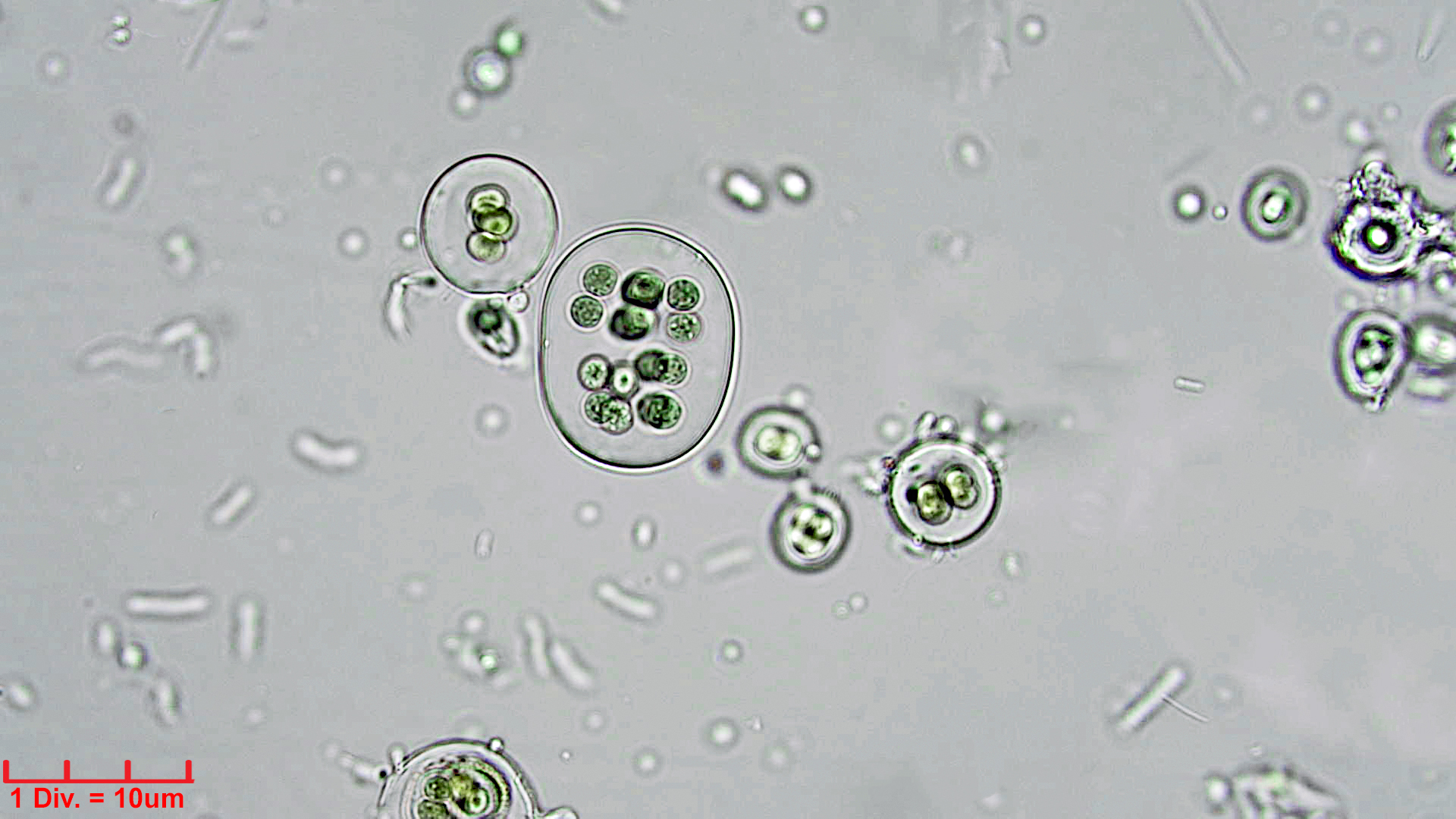Cyanobacteria/Chroococcales/Chroococcaceae/Gloeocapsa/atrata/gloeocapsa-atrata-33.jpg