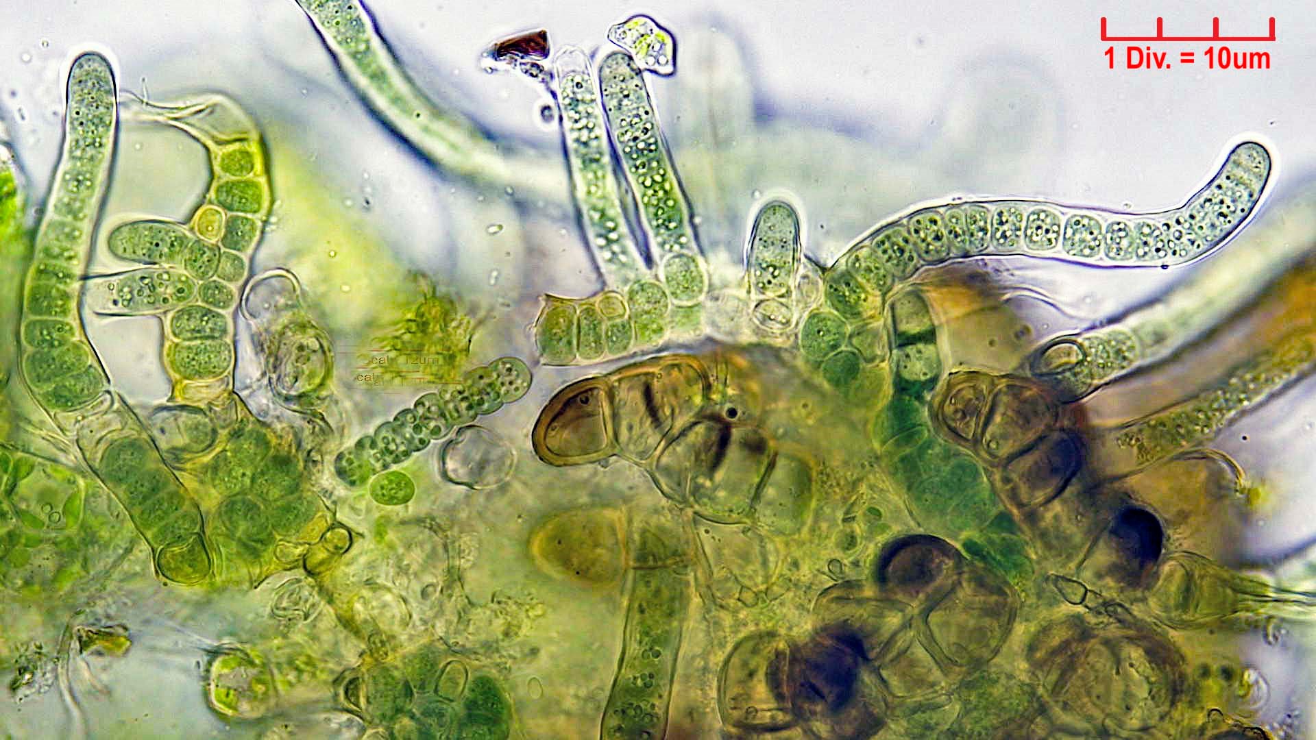 Cyanobacteria/Nostocales/Hapalosiphonaceae/Fischerella/muscicola/fischerella-muscicola-511.jpg
