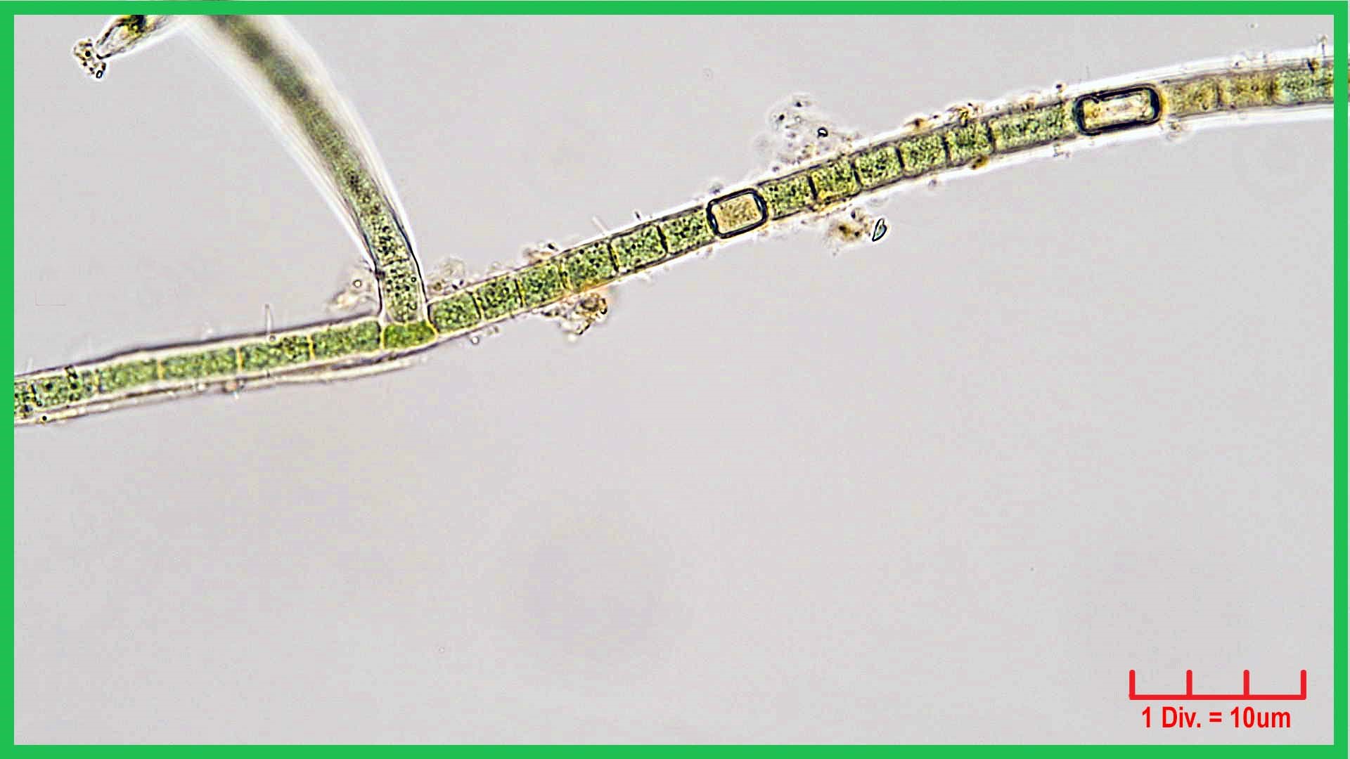 ./Cyanobacteria/Nostocales/Hapalosiphonaceae/Hapalosiphon/hibernicus/hapalosiphon-hibernicus-505.jpg