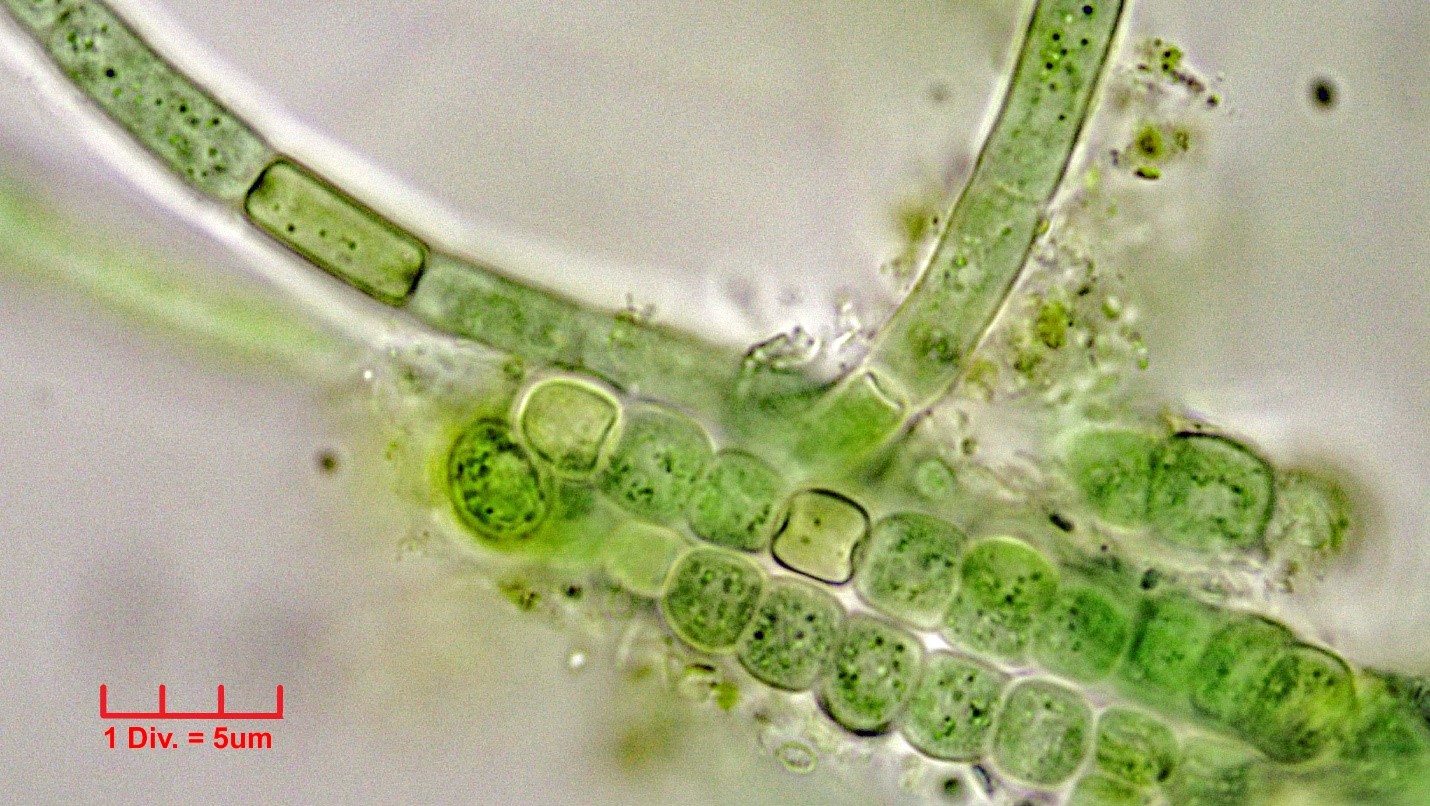 Cyanobacteria/Nostocales/Hapalosiphonaceae/Hapalosiphon/pumilus/hapalosiphon-pumilus-499.jpg