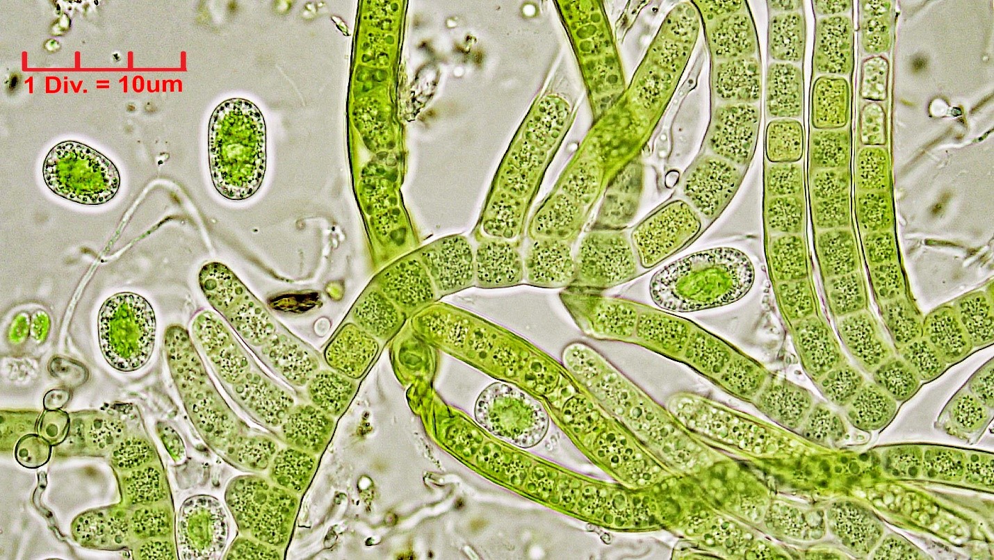 ./Cyanobacteria/Nostocales/Hapalosiphonaceae/Hapalosiphon/pumilus/hapalosiphon-pumilus-500.jpg