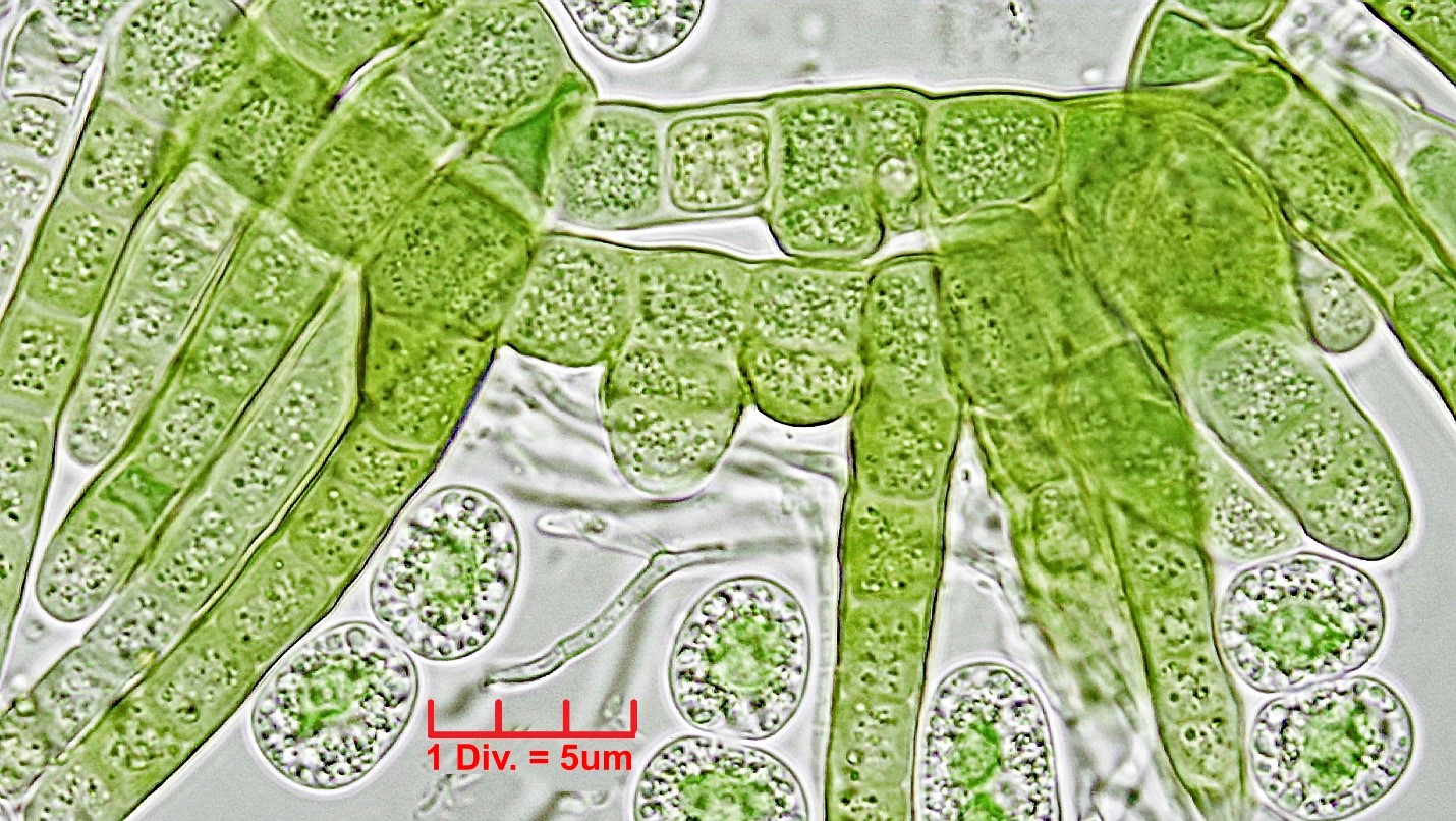Cyanobacteria/Nostocales/Hapalosiphonaceae/Hapalosiphon/pumilus/hapalosiphon-pumilus-502.jpg