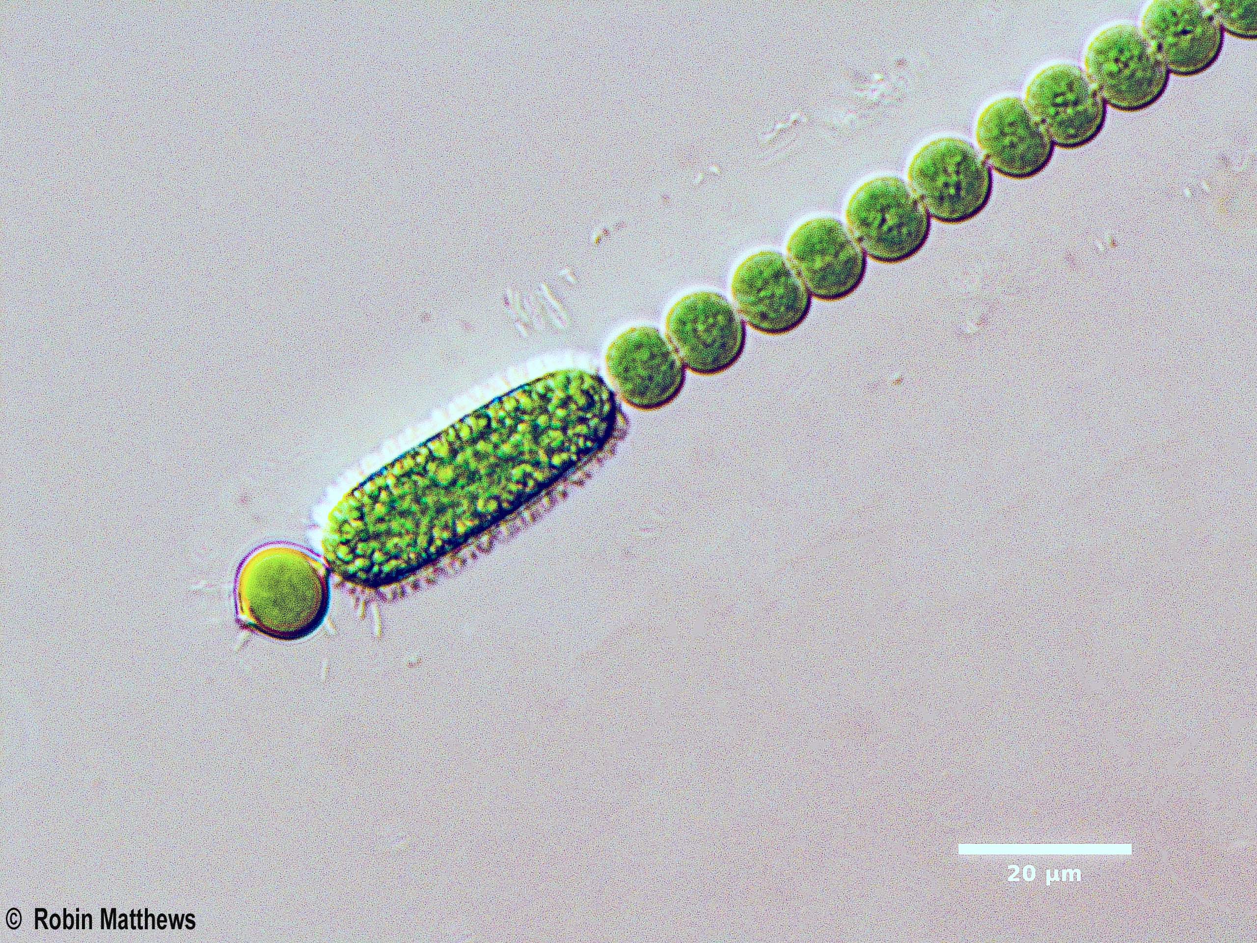 ././././Cyanobacteria/Nostocales/Nostocaceae/Anabaena/echinospora/anabaena-echinospora-622.jpg