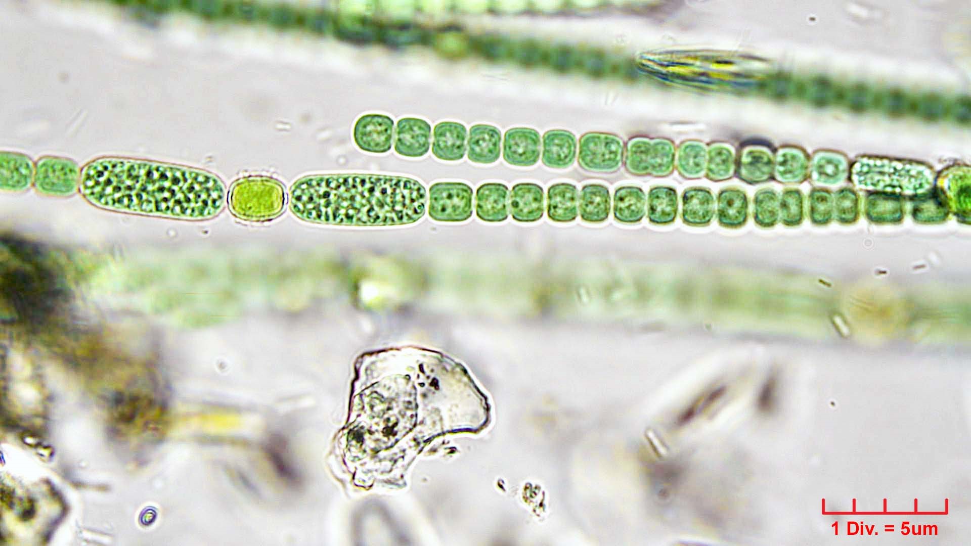 ././././Cyanobacteria/Nostocales/Nostocaceae/Anabaena/oscillarioides/anabaena-oscillarioides-625.jpg