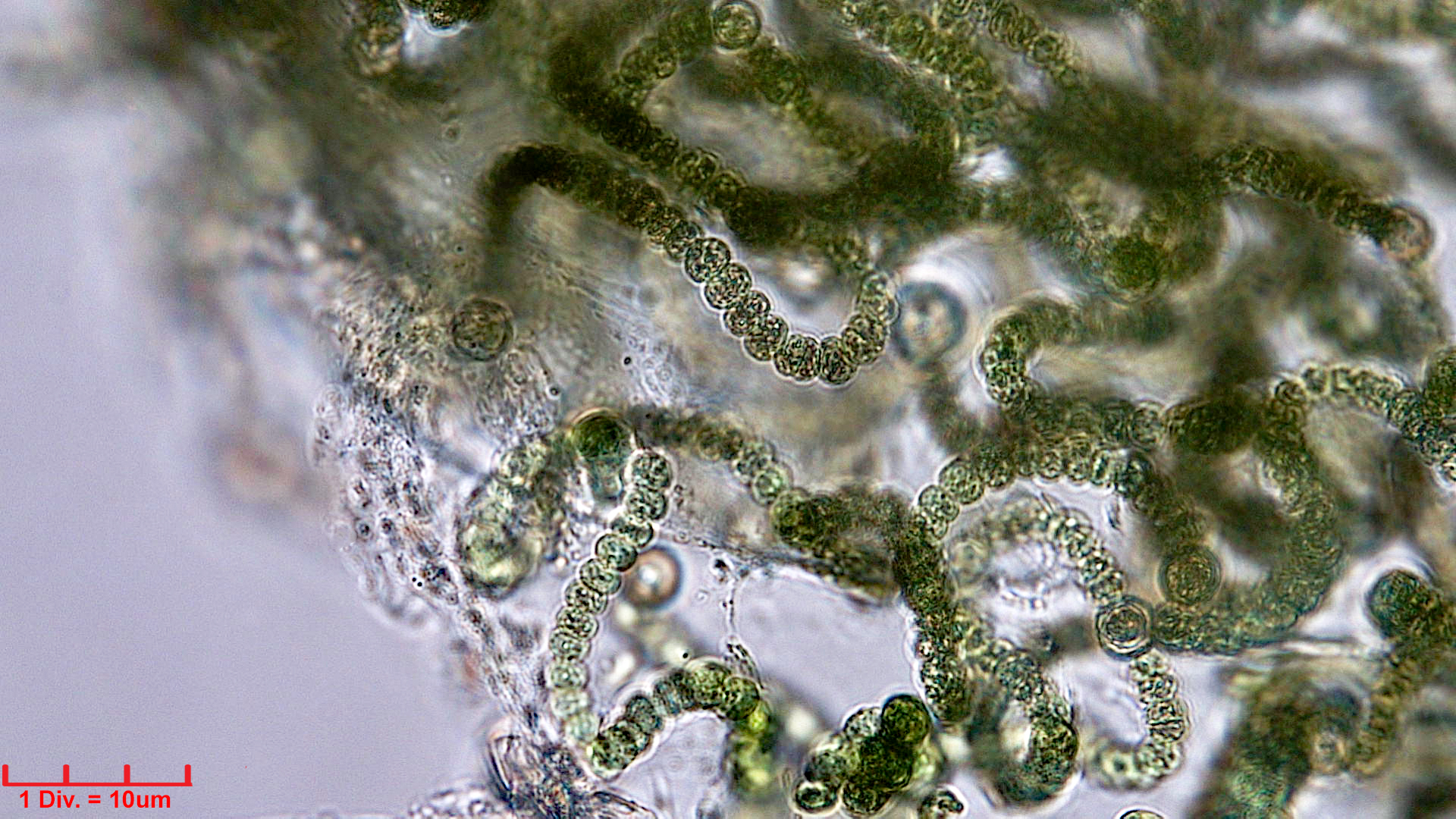 ././././Cyanobacteria/Nostocales/Nostocaceae/Nostoc/kihlmanii/nostoc-kihlmanii-614.jpg