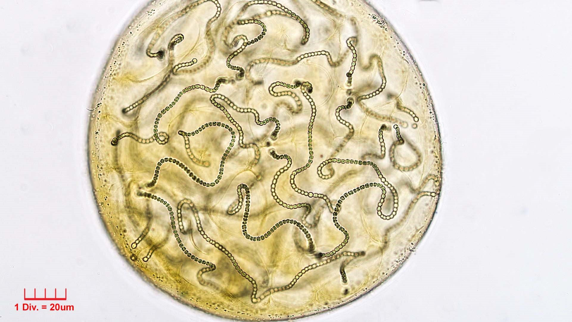 Cyanobacteria/Nostocales/Nostocaceae/Nostoc/microscopicum/nostoc-microscopicum-602.jpg