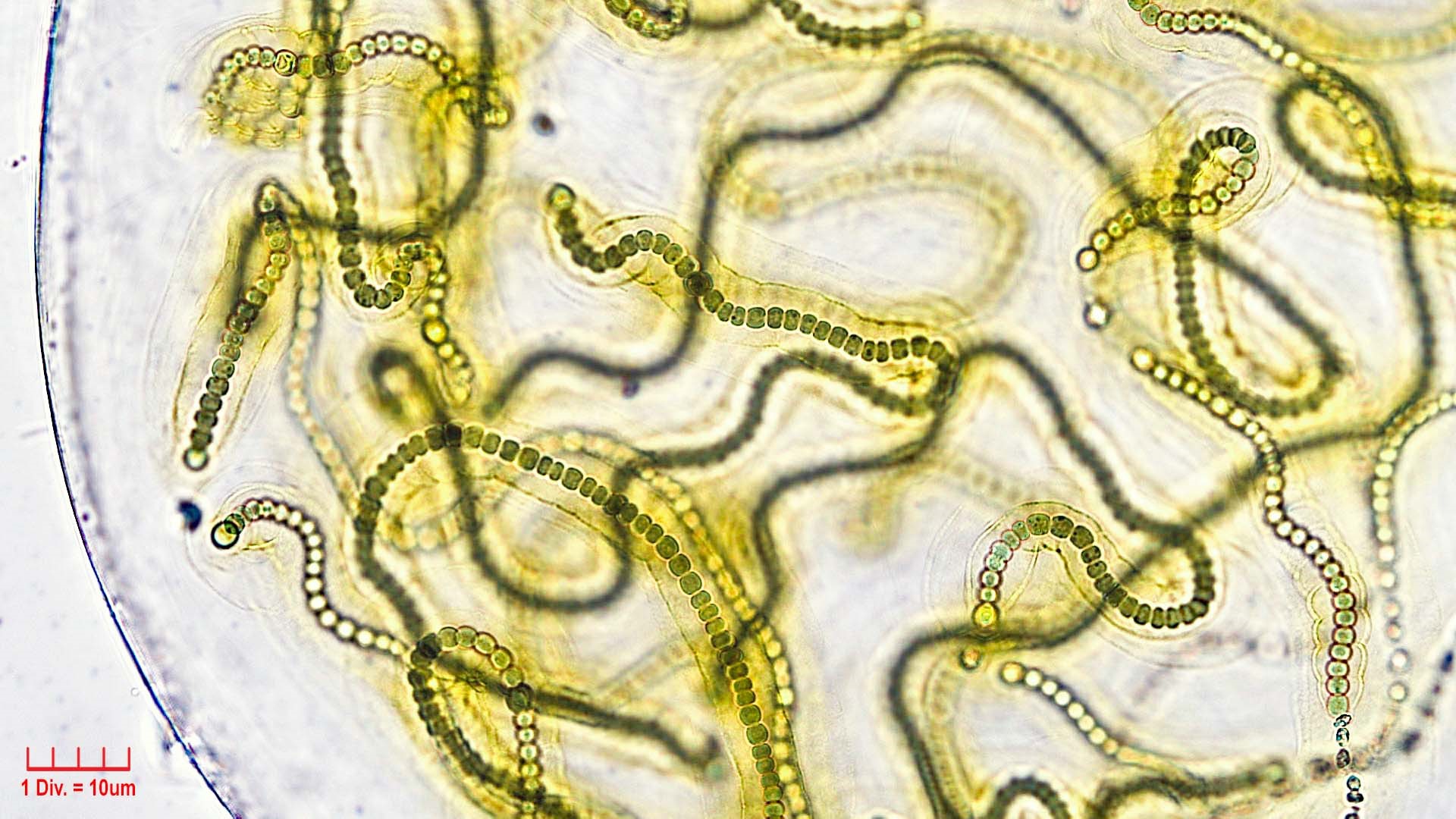 ././././Cyanobacteria/Nostocales/Nostocaceae/Nostoc/microscopicum/nostoc-microscopicum-603.jpg