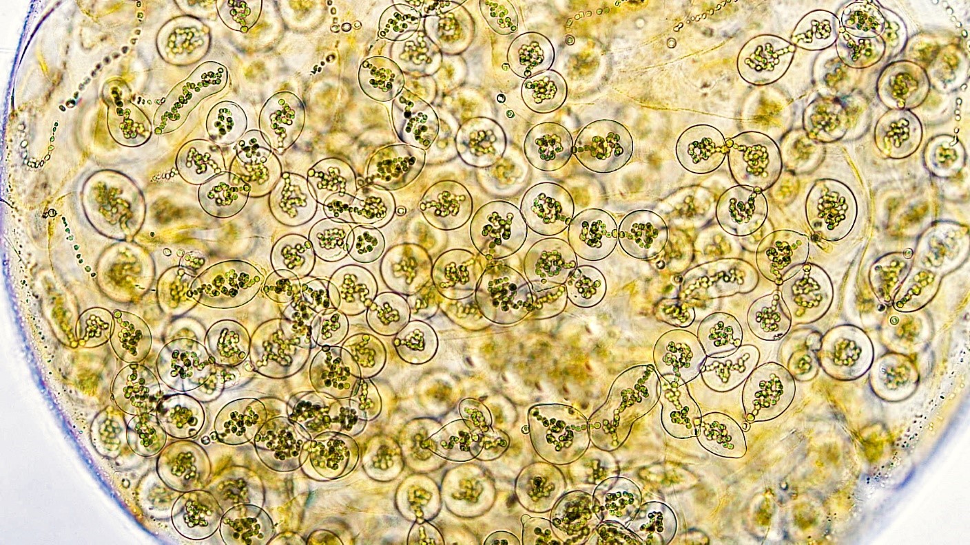 ./././Cyanobacteria/Nostocales/Nostocaceae/Nostoc/microscopicum/nostoc-microscopicum-604.jpg