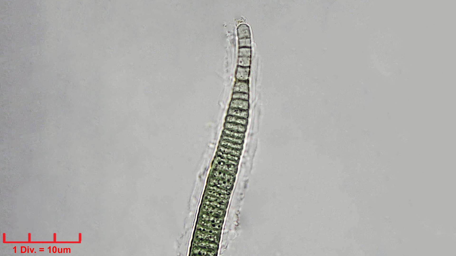 Cyanobacteria/Nostocales/Rivulariaceae/Calothrix/confervicola/calothrix-confervicola-448.jpg