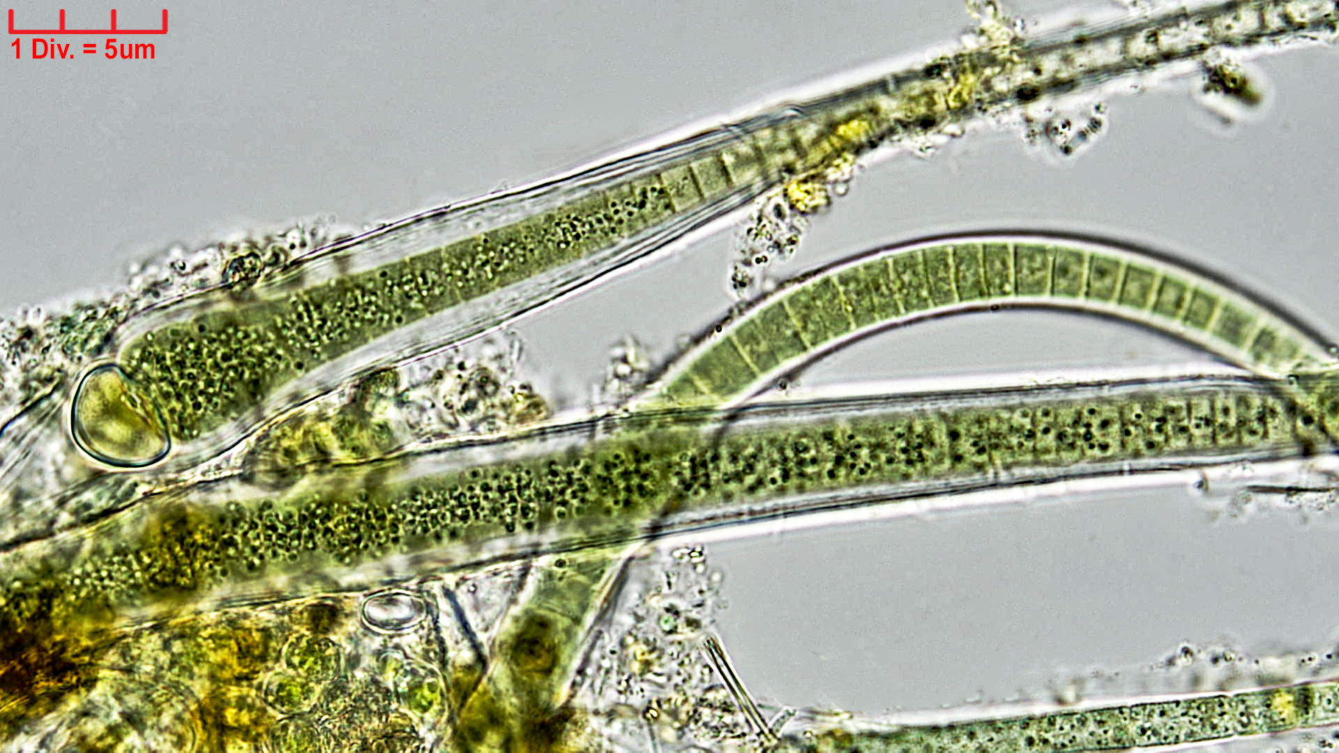 Cyanobacteria/Nostocales/Rivulariaceae/Calothrix/fusca/calothrix-fusca-434.jpg