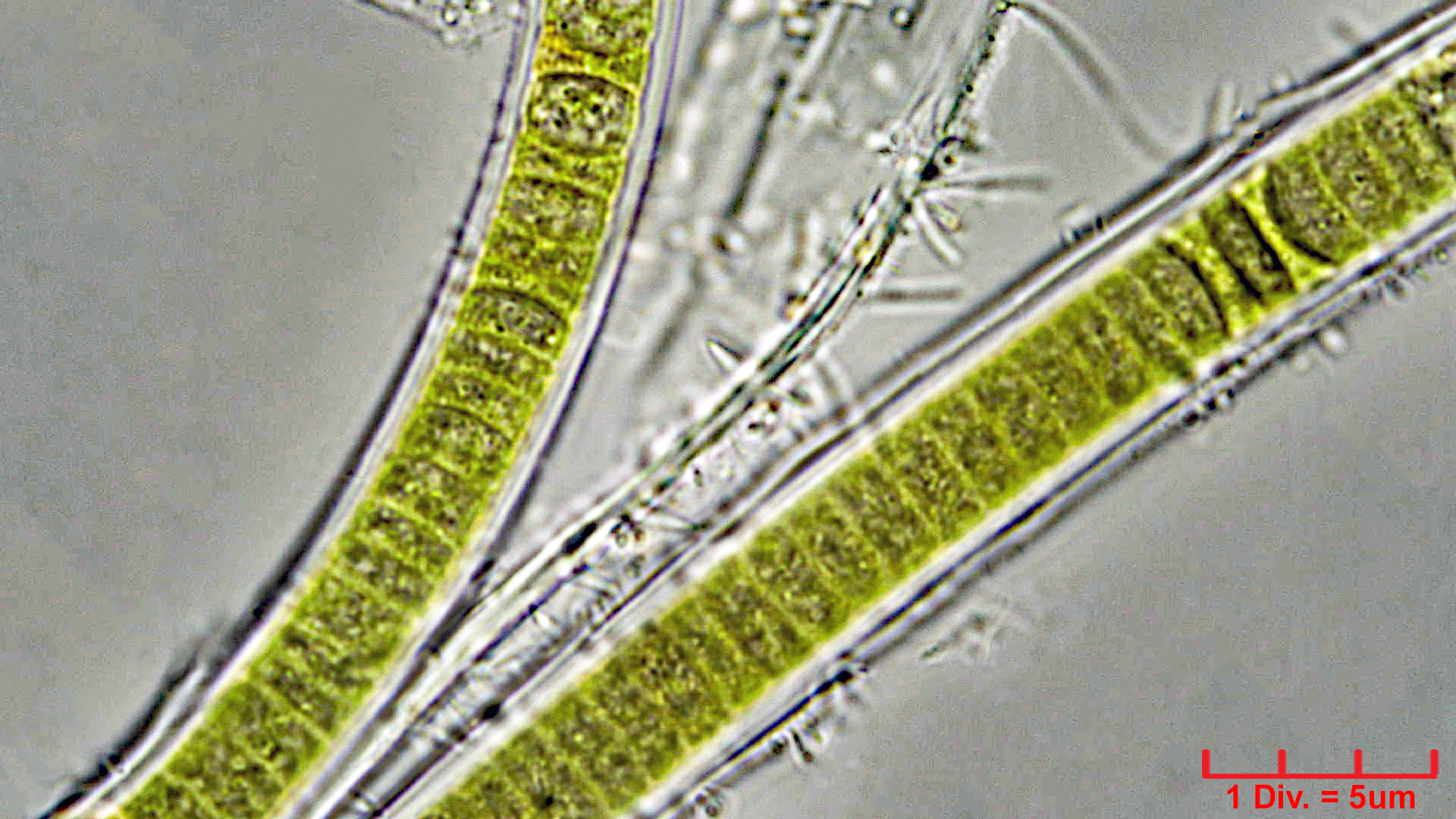 ./Cyanobacteria/Nostocales/Rivulariaceae/Calothrix/fusca/calothrix-fusca-435.jpg