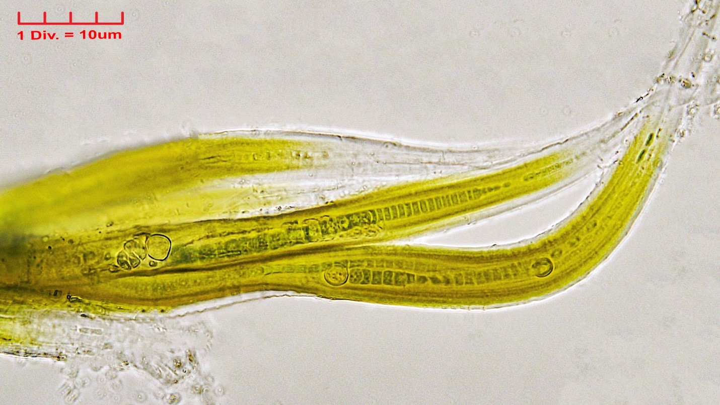Cyanobacteria/Nostocales/Rivulariaceae/Dichothrix/hosfordii/dichothrix-hosfordii-463.jpg